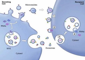 Exosome：如何參與細胞通訊