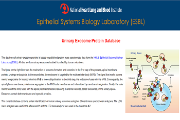 Urinary Exosome Protein Database